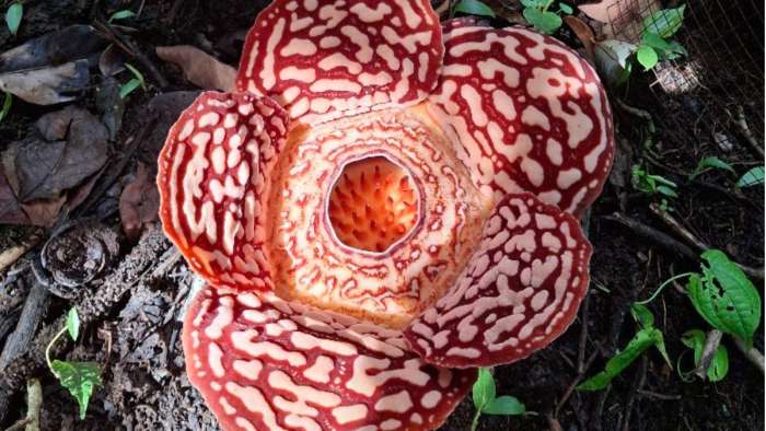 Overhead photograph of a rare Rafflesia flower in full bloom in the Tambunan highlands of Sabah, Borneo. The image highlights its distinct five-petaled structure, vibrant red and white patterned texture, and prominent central disk.