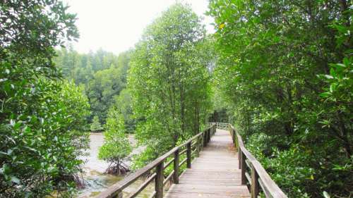 A wooden boardwalk trail cutting through a dense green mangrove forest at the Kota Kinabalu Wetland Centre in Sabah.