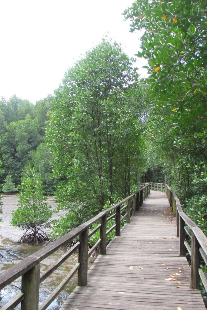 A serene eye-level perspective of the boardwalk at the Kota Kinabalu Wetland. The image captures the dense canopy of tropical mangrove trees flanking a weathered timber walkway, with the tidal mudflats visible to the left. This "green lung" near Likas serves as a vital bird sanctuary and a peaceful escape within the city.
