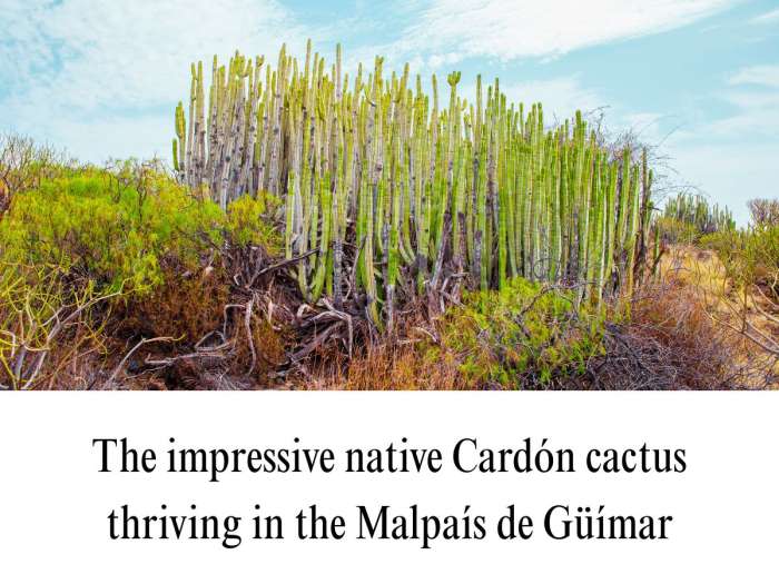 Scenic shot of the native Cardón plants thriving across the volcanic terrain of Malpaís de Güímar, featured in a Tenerife travel guide.