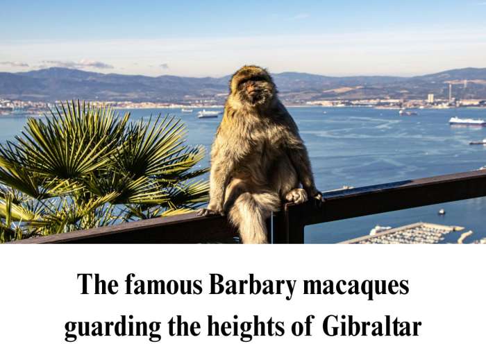 A wild, furry Barbary macaque monkey sitting upright on a brown metal balcony railing on the Upper Rock of Gibraltar, with a dwarf palm plant to the left and a sweeping blue view of the bay, shipping vessels, and distant mountains behind it.