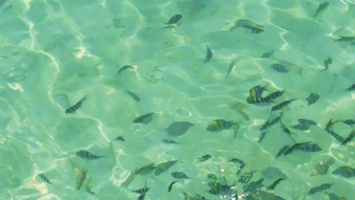 A school of tropical fish, including sergeant majors, swimming in the transparent shallow waters of Sapi Island in Tunku Abdul Rahman Marine Park. The exceptional water clarity makes Sapi Island a prime snorkeling spot for families and beginner divers on a Kota Kinabalu island hopping trip.