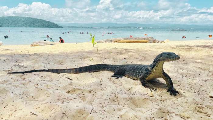 A massive Asian Water Monitor (Varanus salvator) resting on the sand at Sapi Island in Tunku Abdul Rahman Marine Park. These 'island dragons' are famous for their bold behavior, often approaching picnic areas during lunch time to beg for scraps, adding a touch of Jurassic adventure to any Sabah island hopping tour.